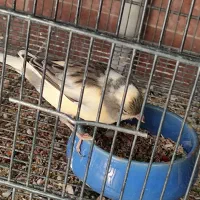 فروش انواع قناری آماده نرو ماده|پرنده|بومهن, |دیوار