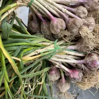 فروش سیر محلی