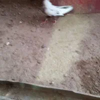 کبوتر اشعل سیاه و کله دنبی