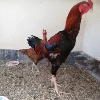 ل لاری
