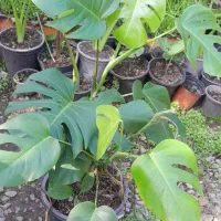 برگ انجیری منسترا امستل طلایی|گل و گیاه طبیعی|خمام, |دیوار