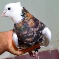 دارو پرندگان