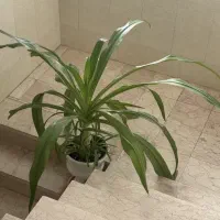 گل سوسن و گلدان