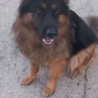 سگ ژرمن شولاین گینگ