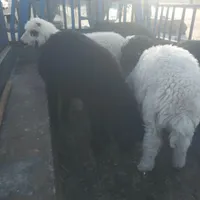 بره نر وماده