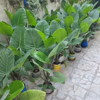 فروش گل بابا آدم به صورت تک و عمده به قیمت عمده|گل و گیاه طبیعی|بابل, |دیوار