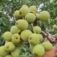 نهالستان سهند(فروش انواع نهال)|خدمات باغبانی و درختکاری|سیرجان, |دیوار