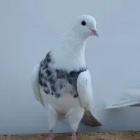 طوقی|پرنده|کبودرآهنگ, |دیوار