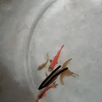 ماهی فروشی همه ۱۲۰