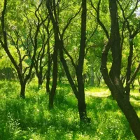 زمین امیرآباد بهار
