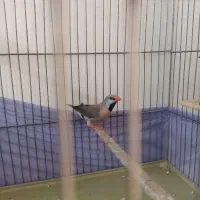 فنچ کرواتی|پرنده|تهران, شکیبا|دیوار