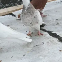 کبوتر|پرنده|سنندج, |دیوار