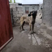 سرابی ماده