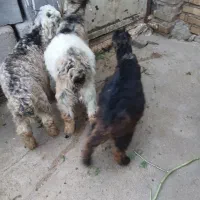 بز،بیگ ،تیشتر|حیوانات مزرعه|دزفول, |دیوار