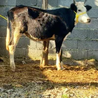 3 راس گاو .. لیشه چالوسی.. سیمینتال|حیوانات مزرعه|رشت, بازار|دیوار