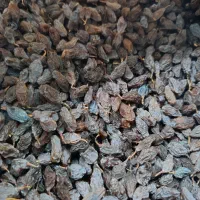 مویز|خوردنی و آشامیدنی|شیراز, دشت چنار|دیوار