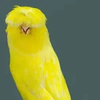 معاوضه انگشتر با قناری