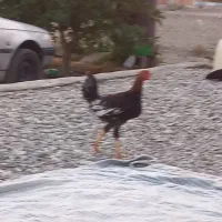 شش عدد مرغ محلی|حیوانات مزرعه|فاریاب, |دیوار