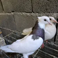 کبوتر