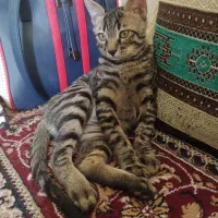 واگذاری گربه|گربه|شیراز, شهرک پرواز|دیوار