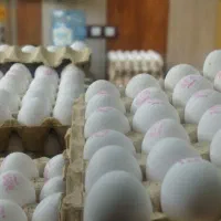 فروش عمده و خرده تخم مرغ
