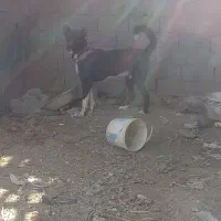 یک عدد سگ دورگ روانی|سگ|شاهینشهر, گزبرخوار|دیوار