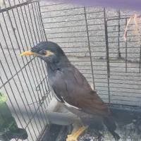 مرغ مینا سخنگو