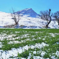 استخدام کارگر ساده برای گاوادری