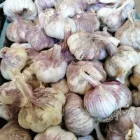 سیر زنجان وهمدان|خوردنی و آشامیدنی|شیراز, شهرک نیروی انتظامی|دیوار