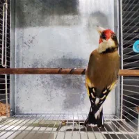 سهره داغسر دهن دار و جفتی قناری