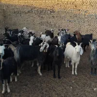 بز داشتی|حیوانات مزرعه|جوادآباد, |دیوار