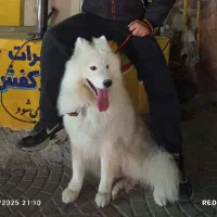 واگذاری سامویید