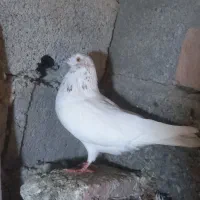 کفتر