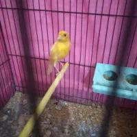 قناری بخون جوان و سرحال|پرنده|سهند, |دیوار