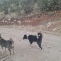 سگ قهدریجونی|سگ|کرمانشاه, |دیوار