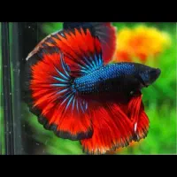 پک تکثیر ماهی فایتر|ماهی|یزد, |دیوار