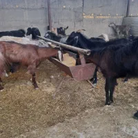 ۳۰راس بز داشتی درجه یک کهره دار