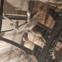 یک جفت عروس کشیده مفت نر وایت فیس ماده آلبینو|پرنده|علیآباد کتول, |دیوار