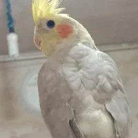 عروس هلندی ماده|پرنده|اسدآباد, |دیوار