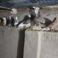 کبوتر پرشی اسمان خراش