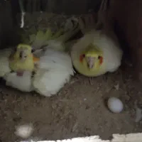 عروس هلندی لوتینو مولد|پرنده|بندر ماهشهر, |دیوار