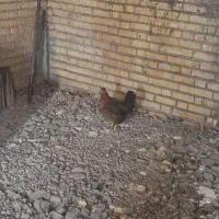مرغ