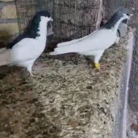 کبوتر شصتی کبود بی عیب