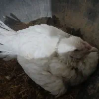 مرغ لاری کرچ