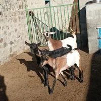 سه عدد بز|حیوانات مزرعه|اهر, |دیوار