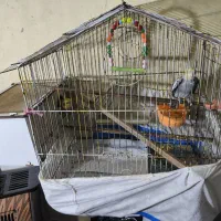 عروس هلندی|پرنده|مشهد, سمزقند|دیوار