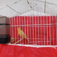 فروش قناری|پرنده|کوهدشت, |دیوار