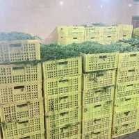 سبزی|خوردنی و آشامیدنی|تهران, میدان میوه و تره‌بار مرکزی|دیوار