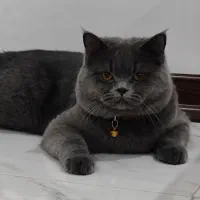 گربه نر مولد