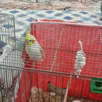 یک جفت عروس هلندی با یک عدد نر عروس نر به فروش